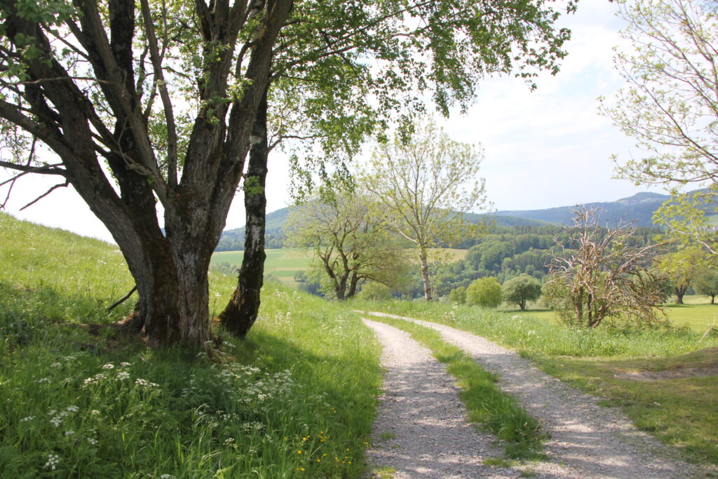 Ein Weg durch die Landschaft mit Blick in die Ferne – Sinnbild für die persönliche Weiterentwicklung als Führungskraft.
